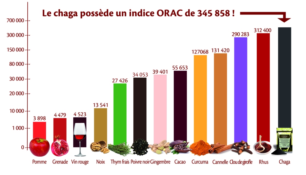 Chaga Sibérien champignon médicinal naturel Antioxydant puissant